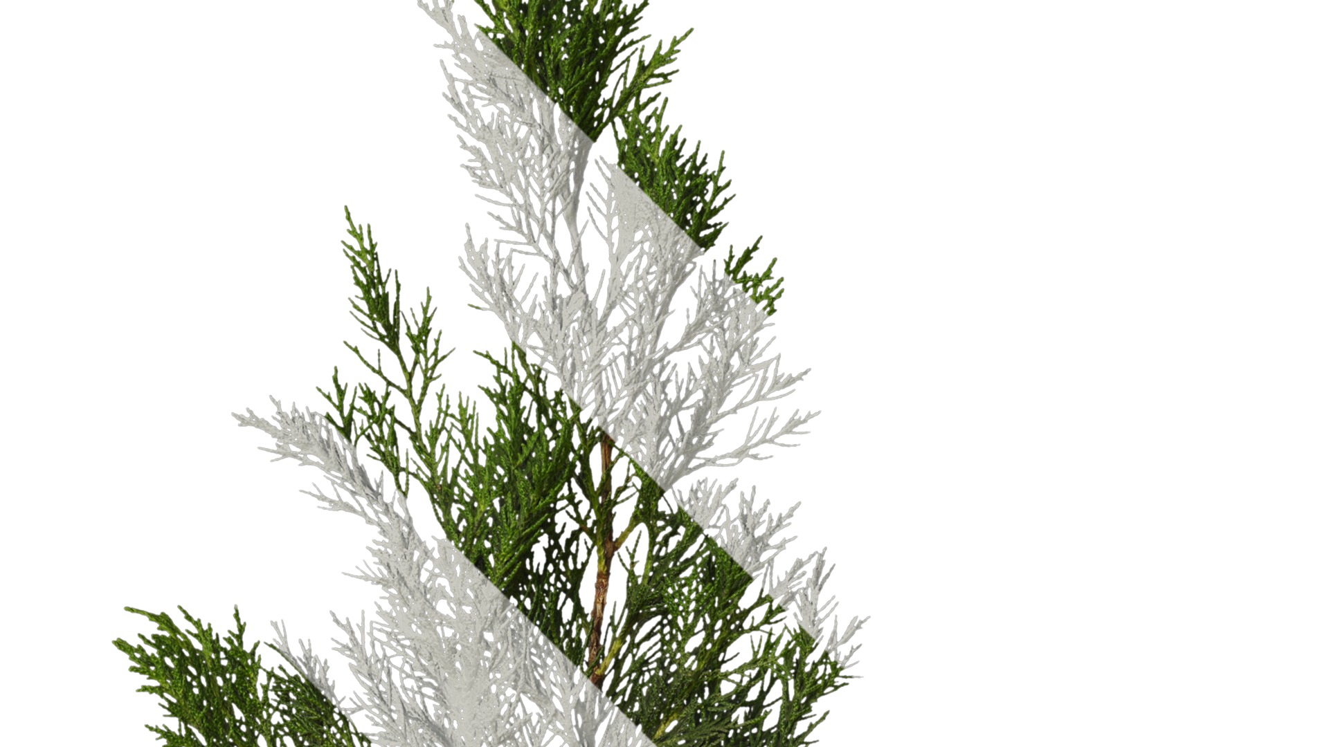 Anydrafts Juniperus chinensis Atlas 10 Texture_2