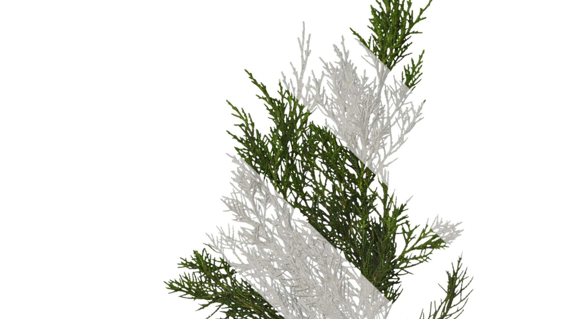 Anydrafts Juniperus chinensis Atlas 10 Texture_1