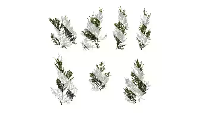 Anydrafts Juniperus chinensis Atlas 11