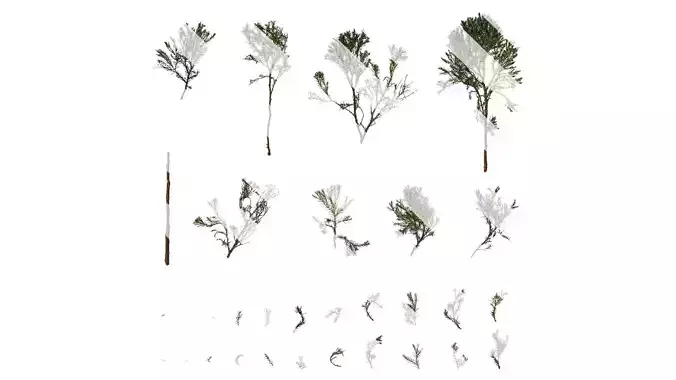 Anydrafts Juniperus communis Atlas 01