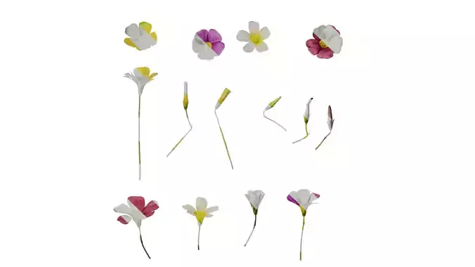 Anydrafts Oxalis obtusa Flower 02