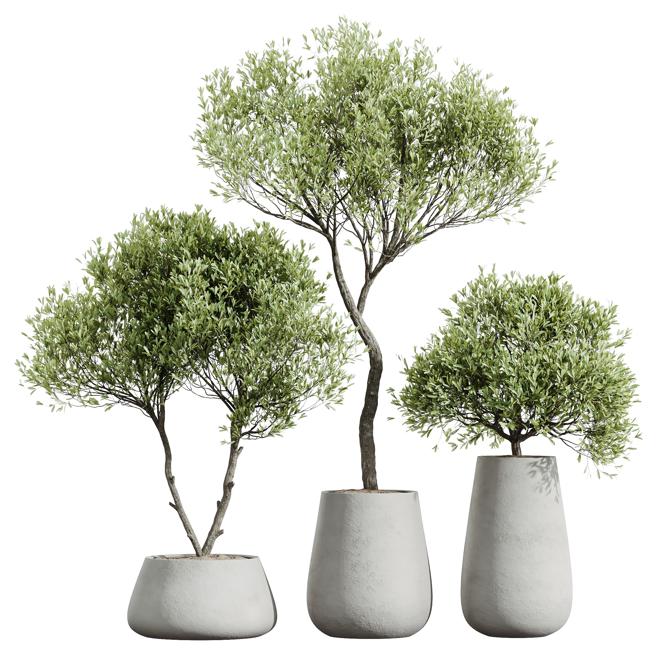 AV HousePlants Mission Kalamata Leccino Arbequina Olive Set40 3D model_1