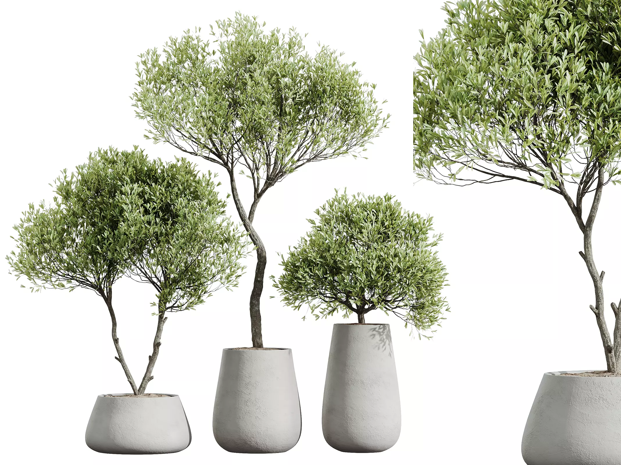 AV HousePlants Mission Kalamata Leccino Arbequina Olive Set40 3D model_0