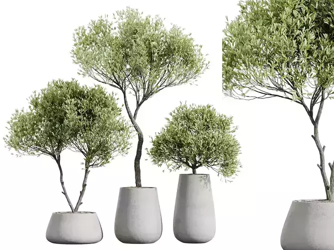 AV HousePlants Mission Kalamata Leccino Arbequina Olive Set40 3D model