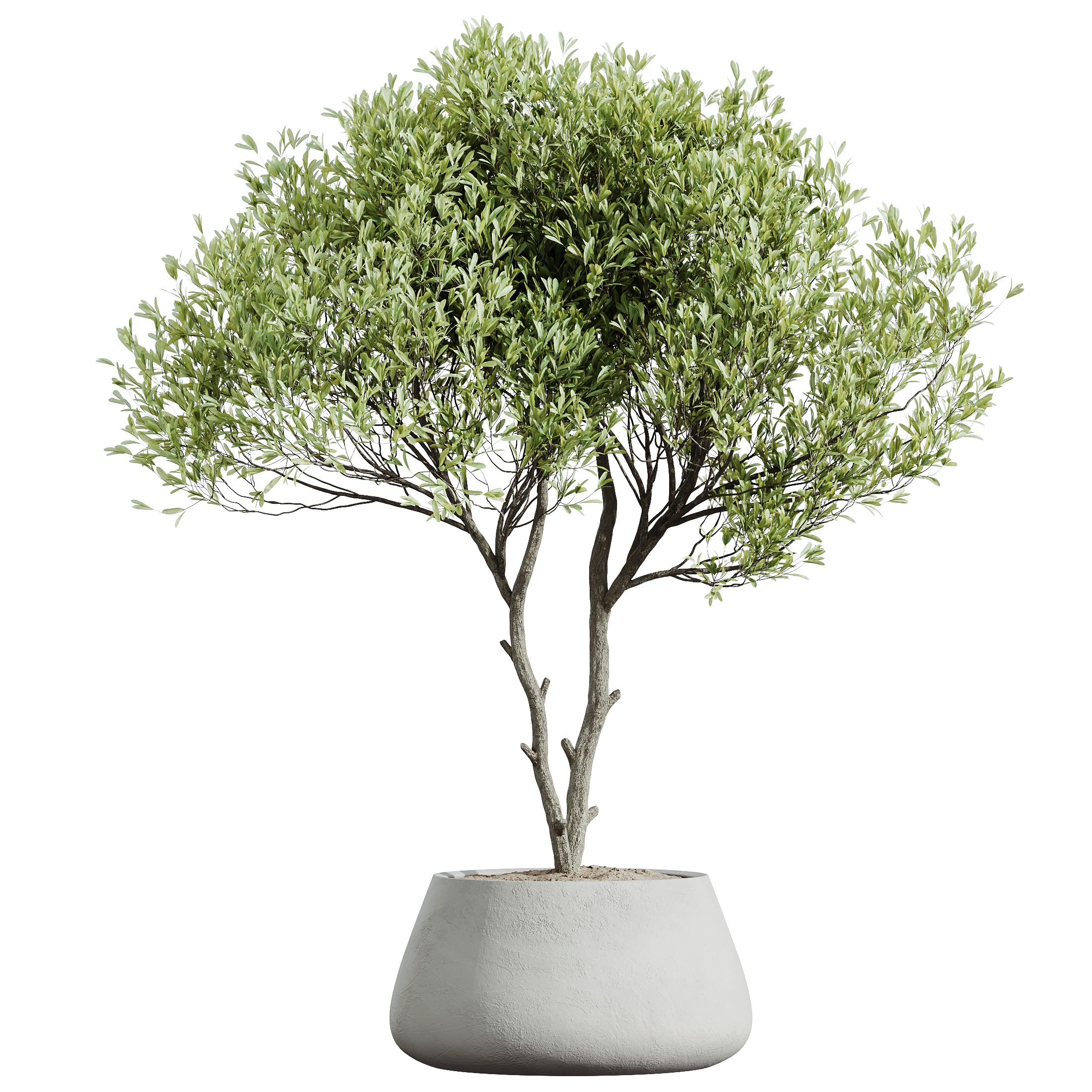 AV HousePlants Mission Kalamata Leccino Arbequina Olive Set40 3D model_2