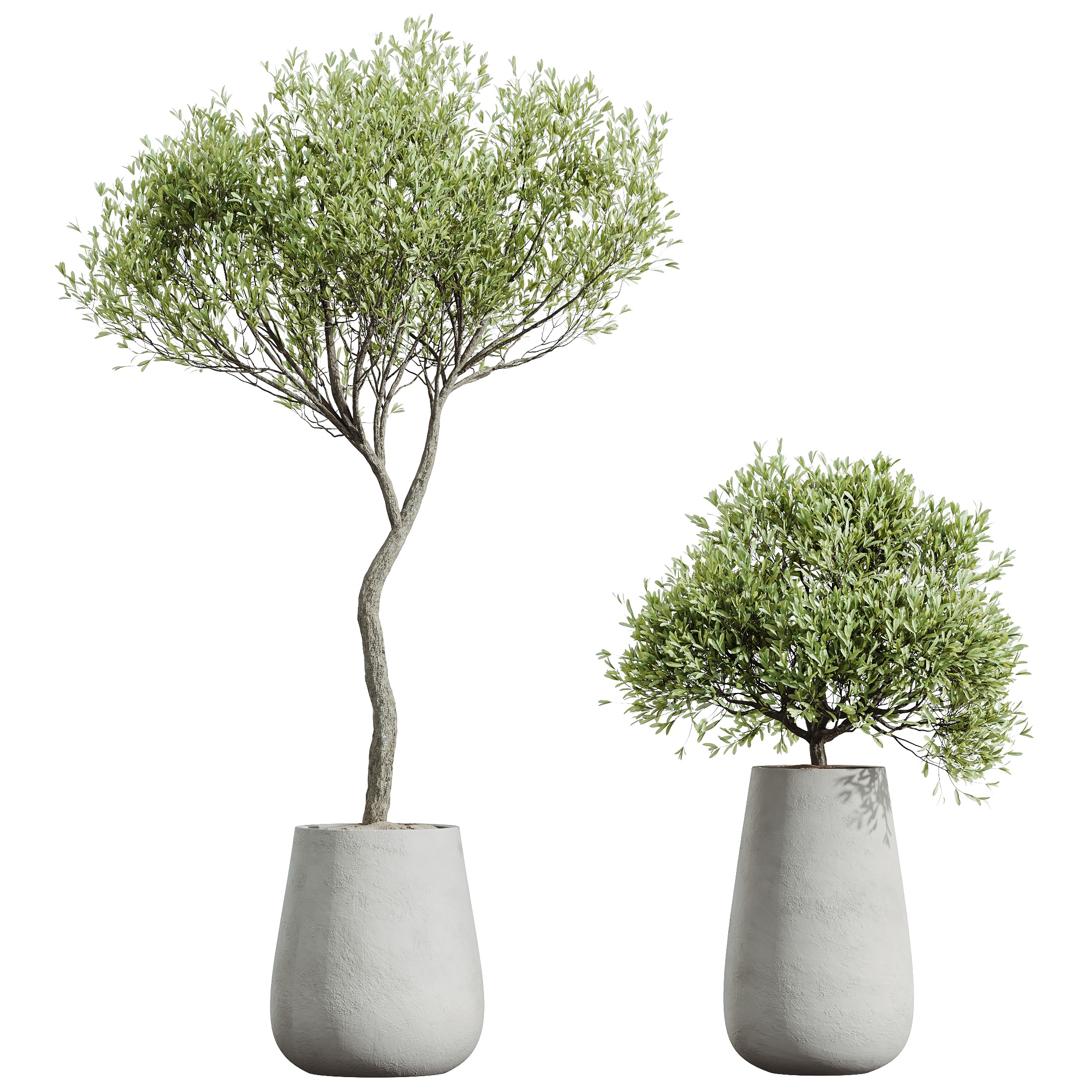 AV HousePlants Mission Kalamata Leccino Arbequina Olive Set40 3D model_3