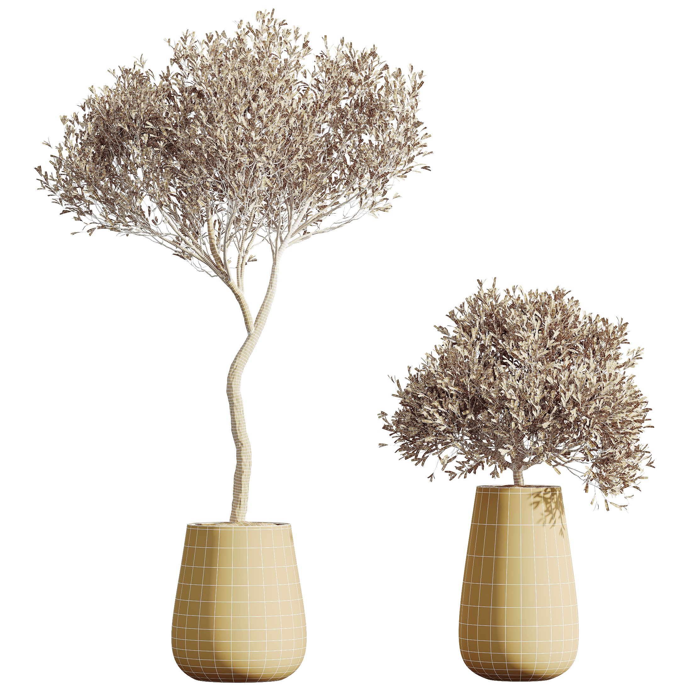 AV HousePlants Mission Kalamata Leccino Arbequina Olive Set40 3D model_4