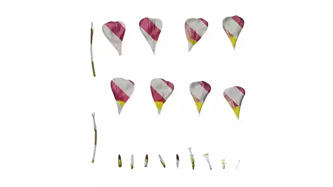 Anydrafts Oxalis obtusa Flower 03