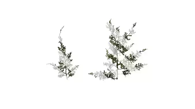 Anydrafts Juniperus rigida Atlas 02