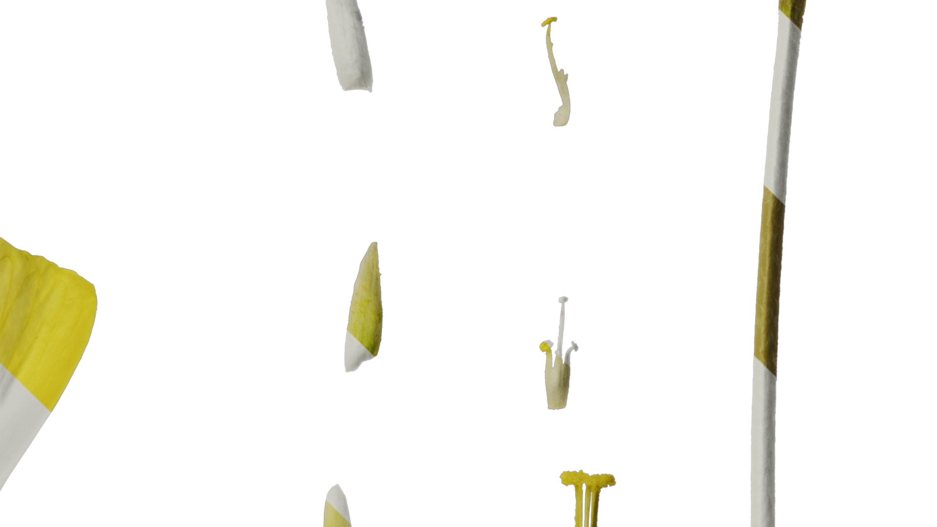 Anydrafts Oxalis obtusa Flower 04 Texture_4