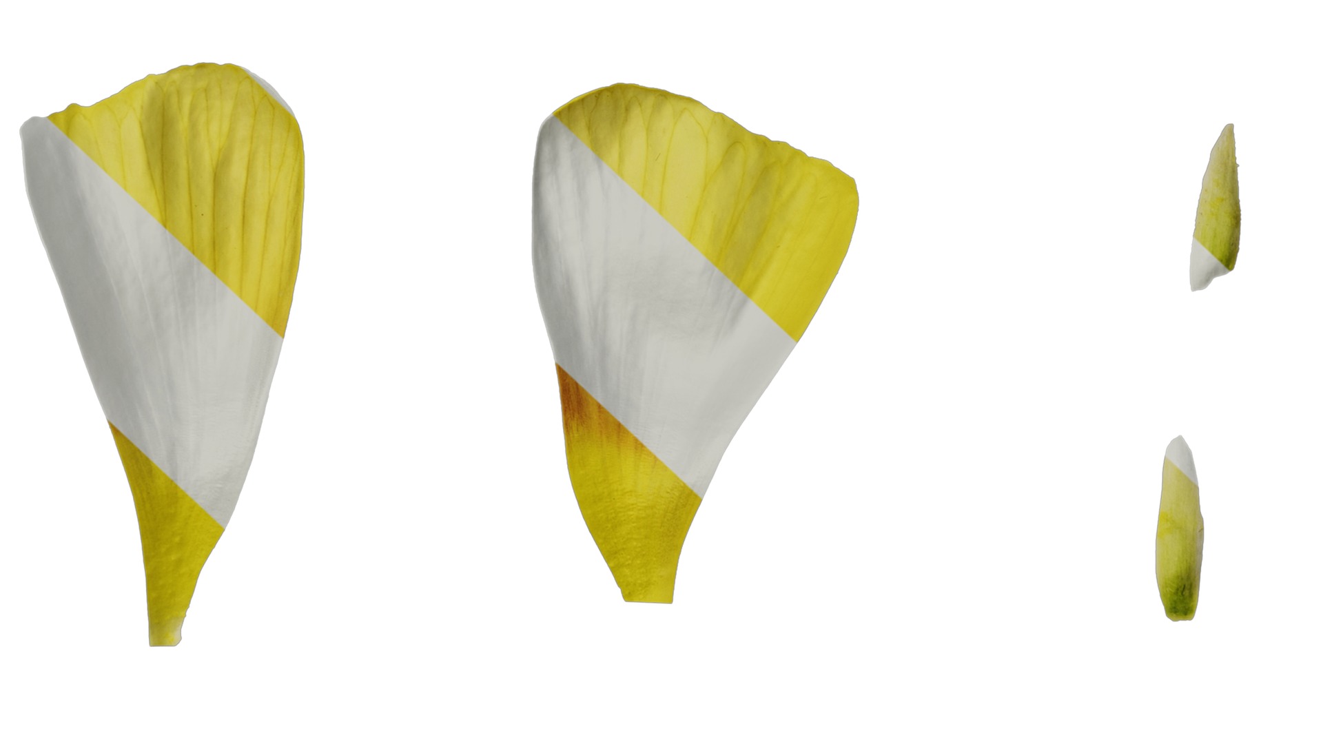 Anydrafts Oxalis obtusa Flower 04 Texture_7