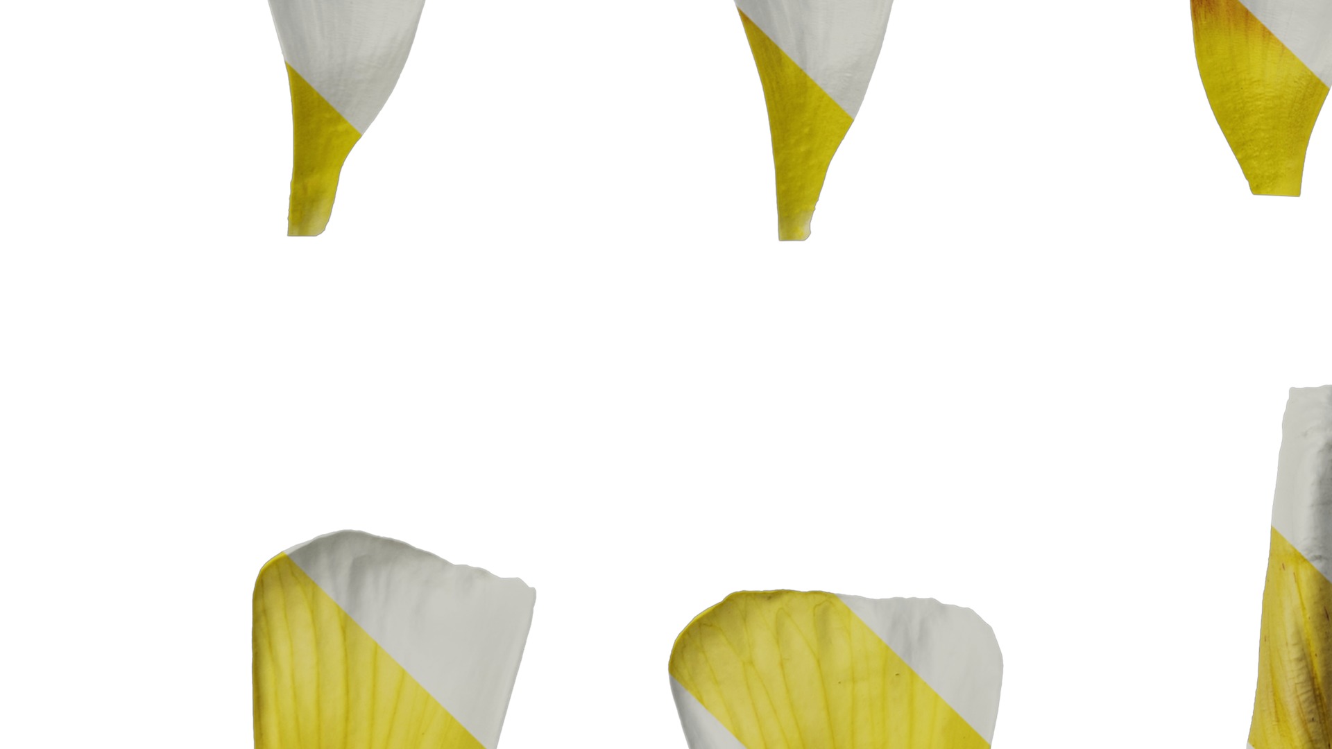 Anydrafts Oxalis obtusa Flower 04 Texture_5