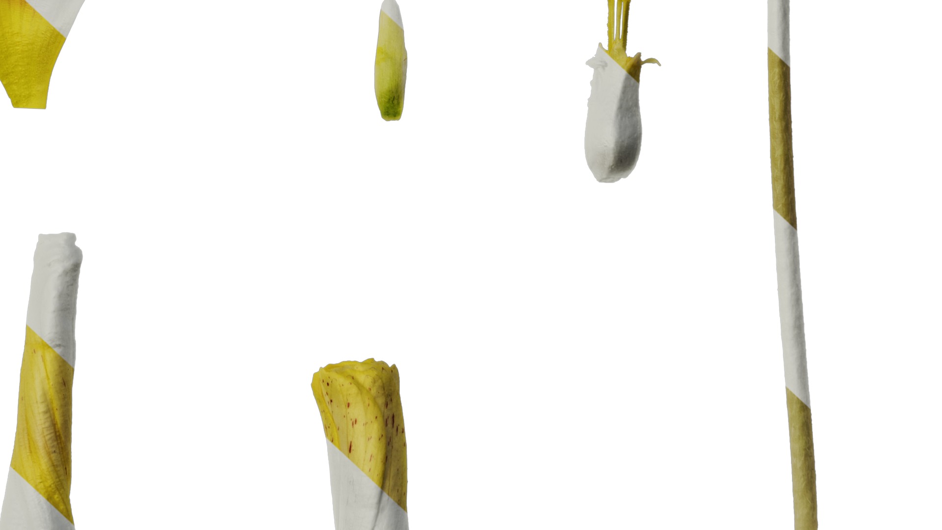 Anydrafts Oxalis obtusa Flower 04 Texture_6