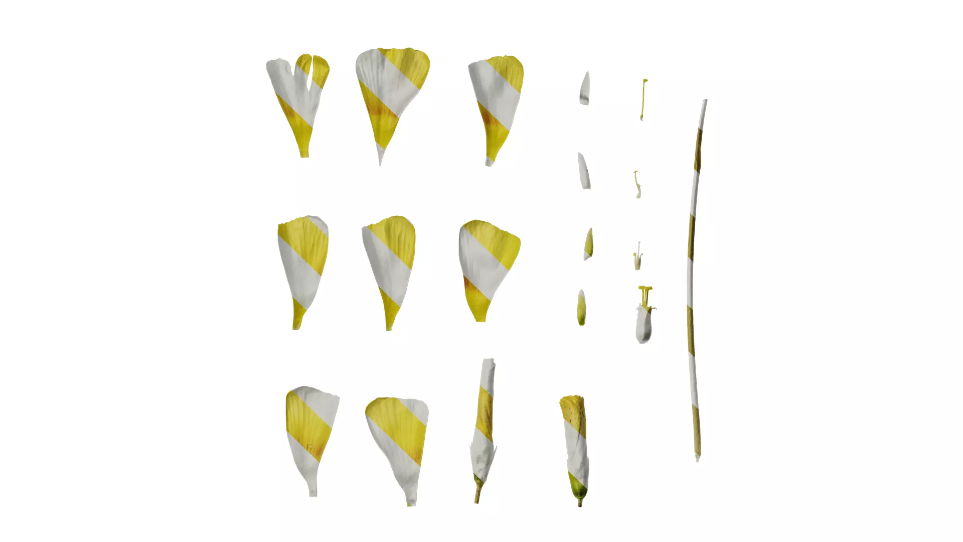 Anydrafts Oxalis obtusa Flower 04 Texture_0