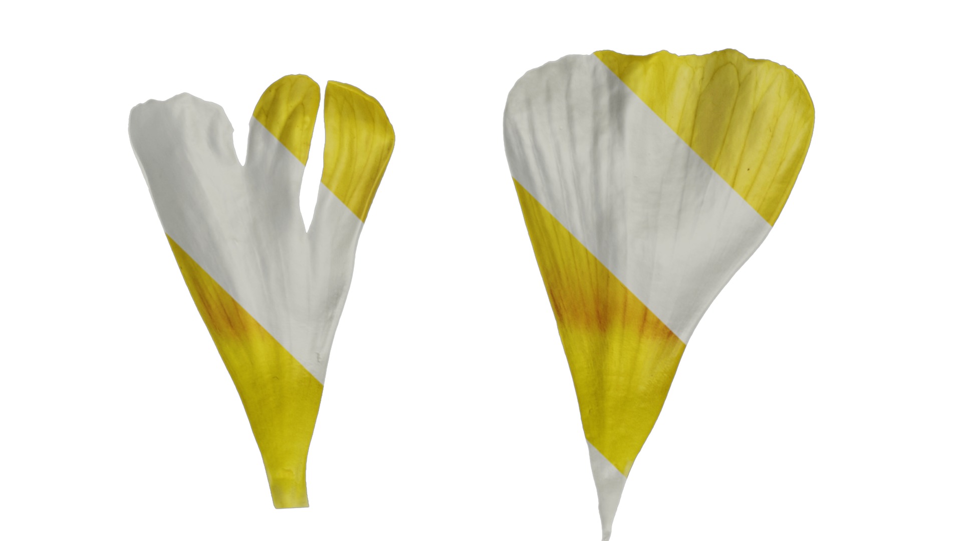 Anydrafts Oxalis obtusa Flower 04 Texture_1