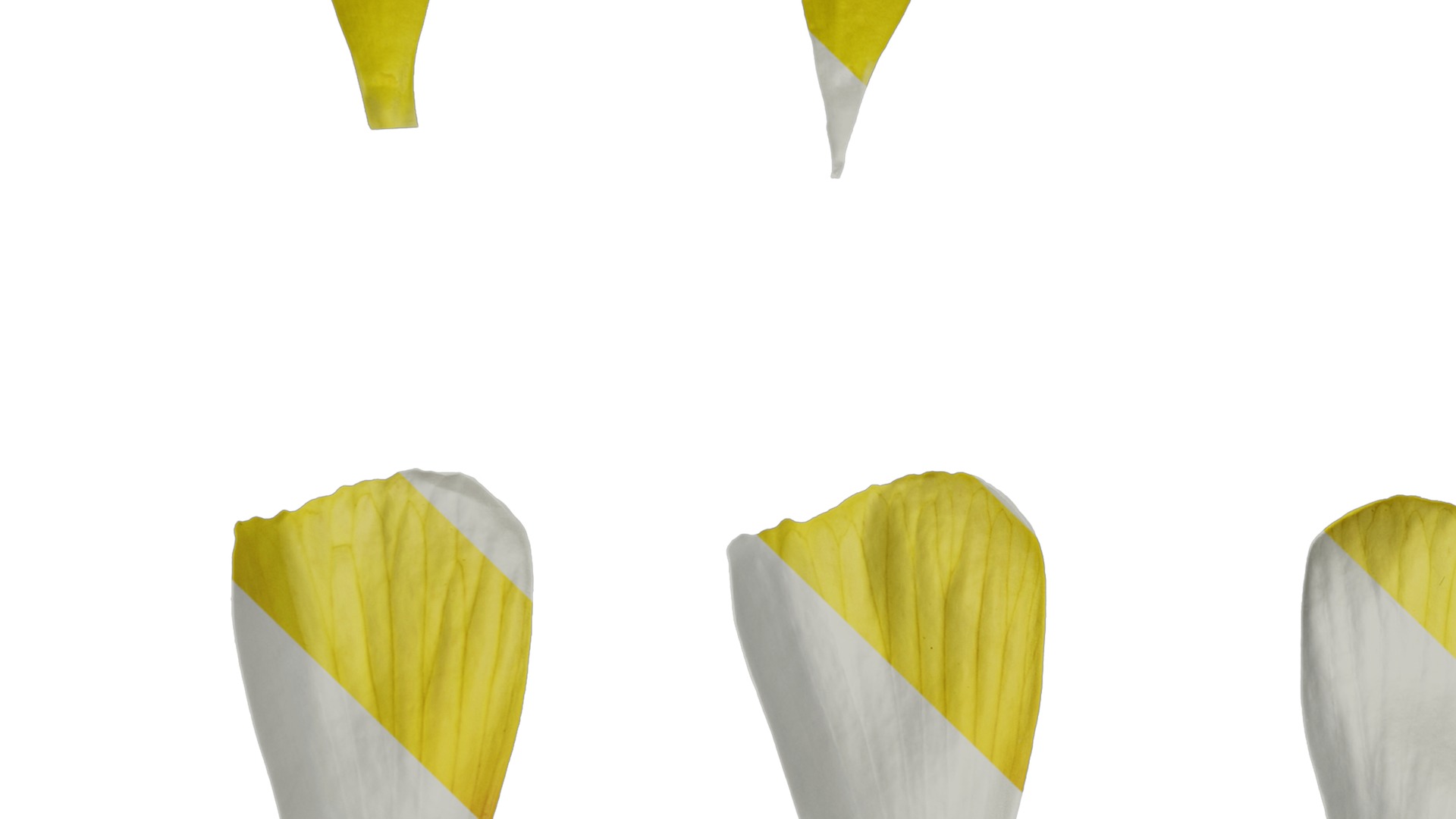 Anydrafts Oxalis obtusa Flower 04 Texture_3