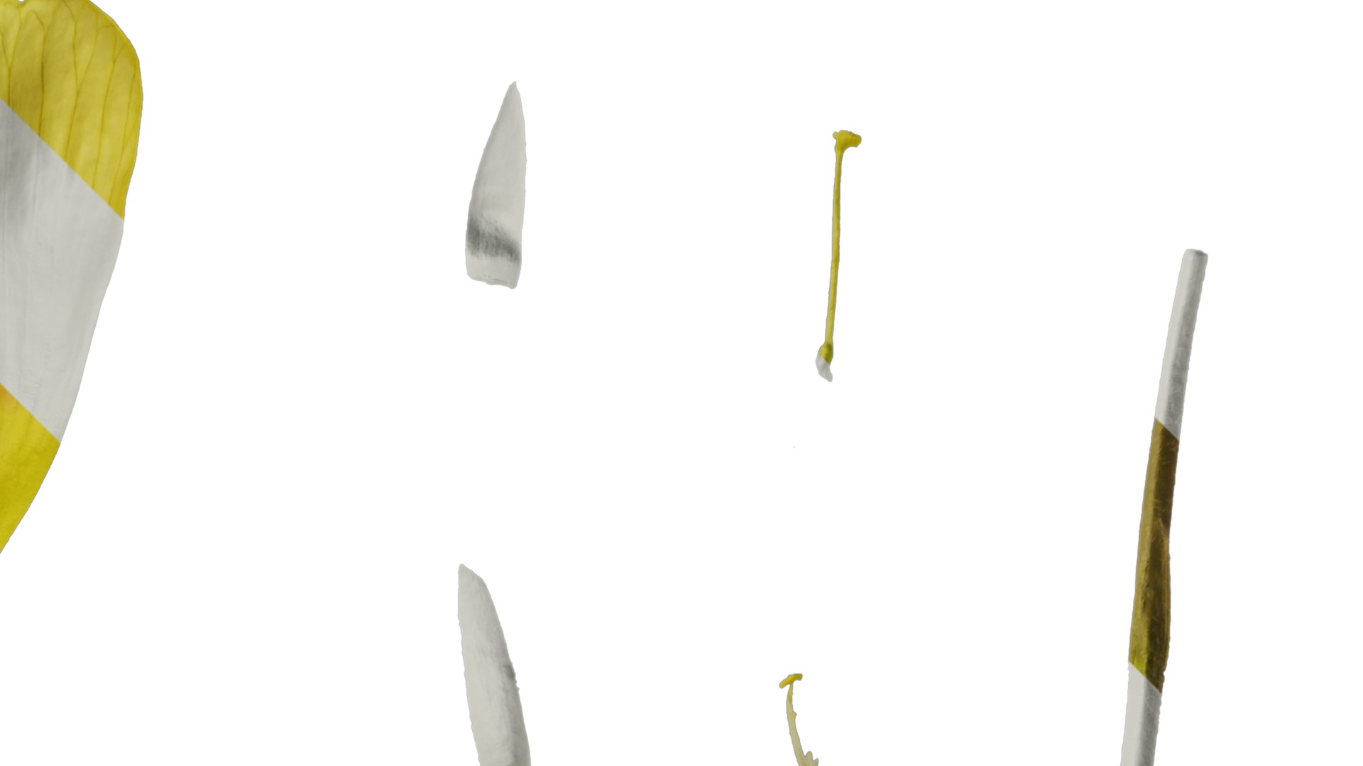 Anydrafts Oxalis obtusa Flower 04 Texture_2