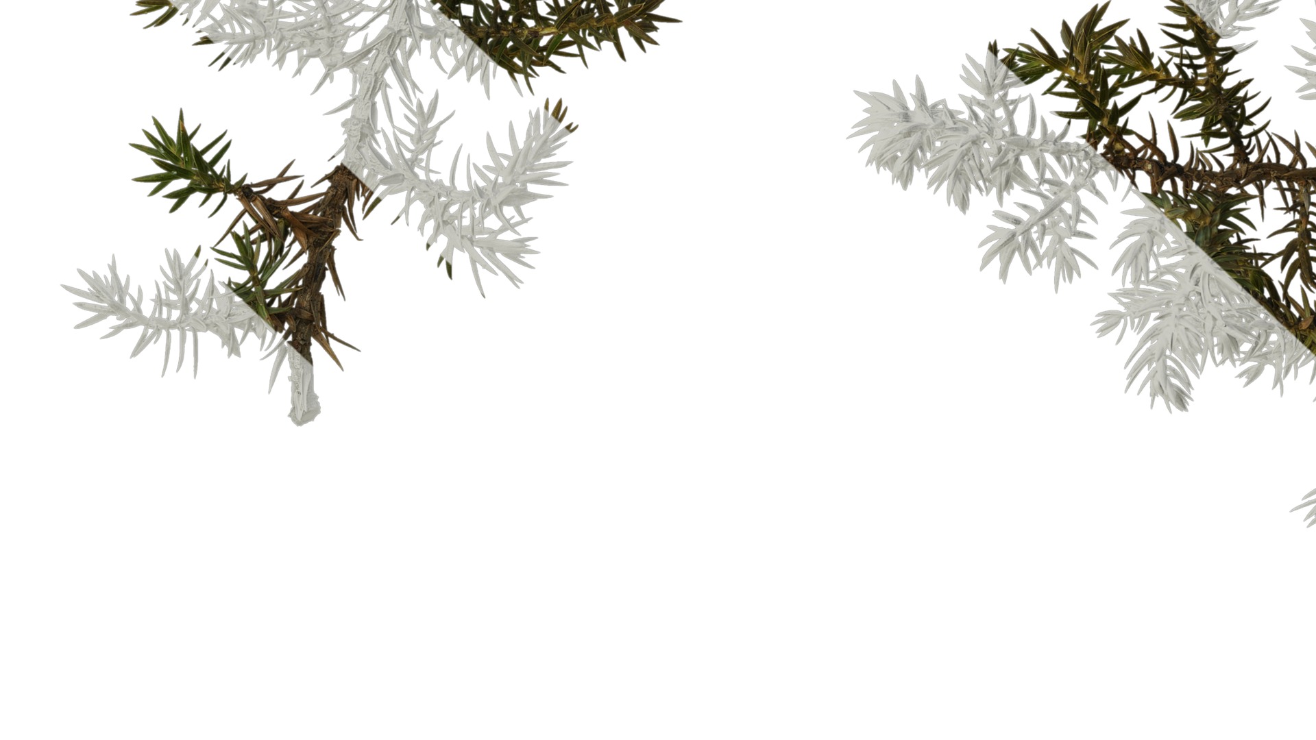 Anydrafts Juniperus rigida Atlas 04 Texture_7