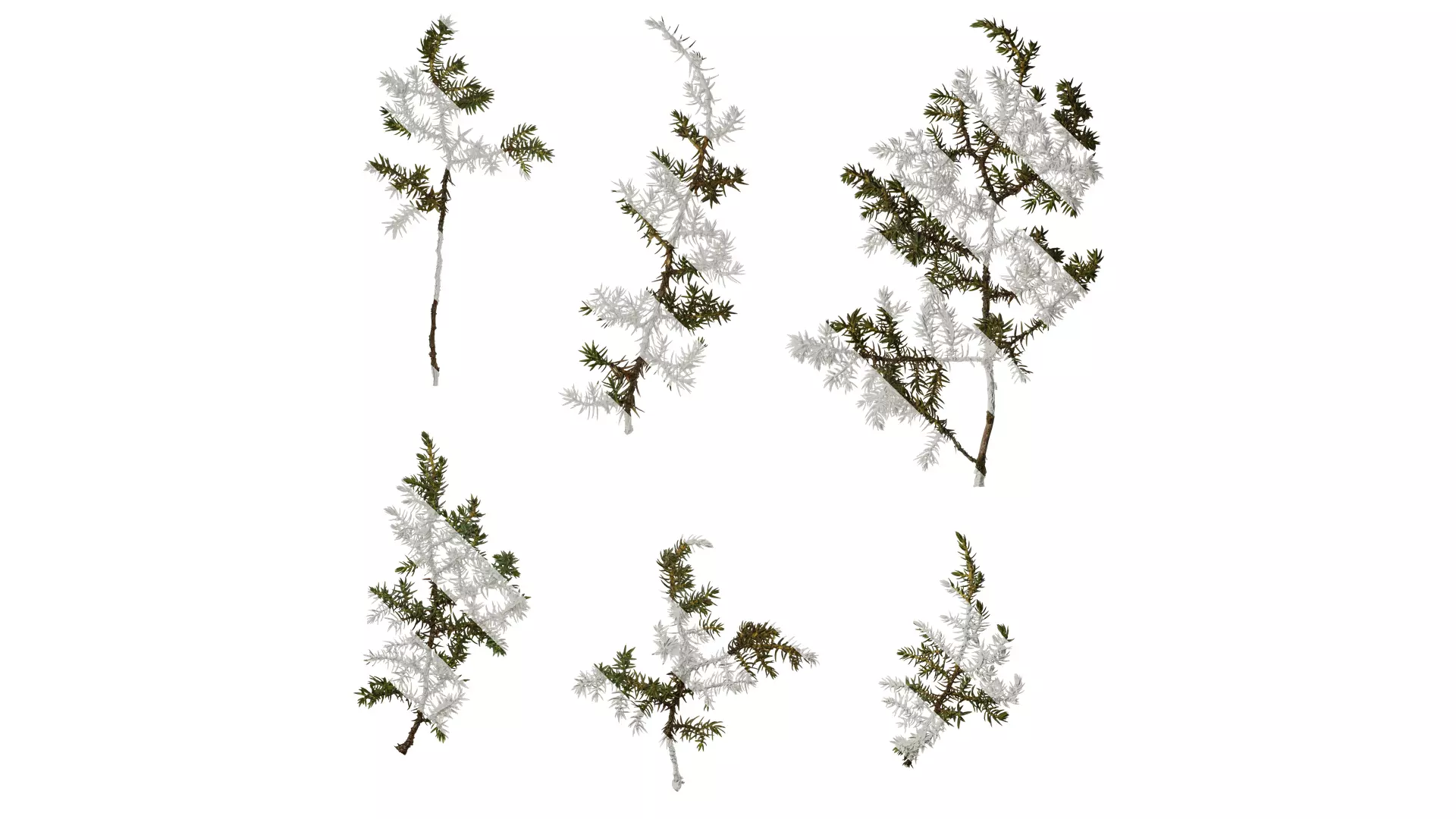 Anydrafts Juniperus rigida Atlas 04 Texture_0
