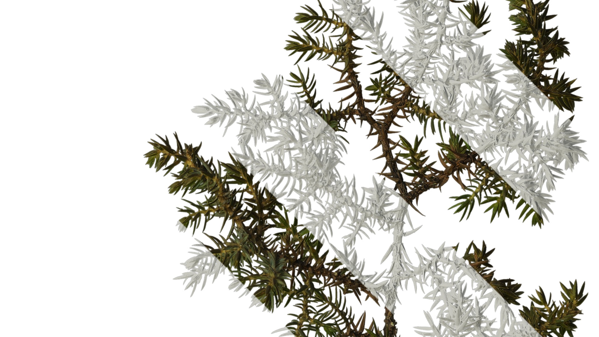 Anydrafts Juniperus rigida Atlas 04 Texture_2