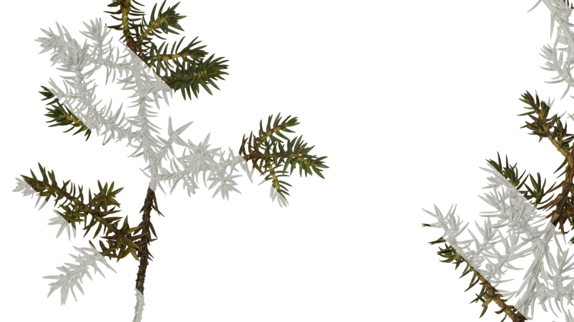 Anydrafts Juniperus rigida Atlas 04 Texture_1