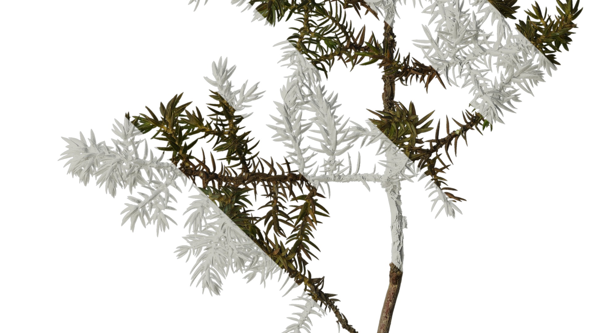 Anydrafts Juniperus rigida Atlas 04 Texture_4