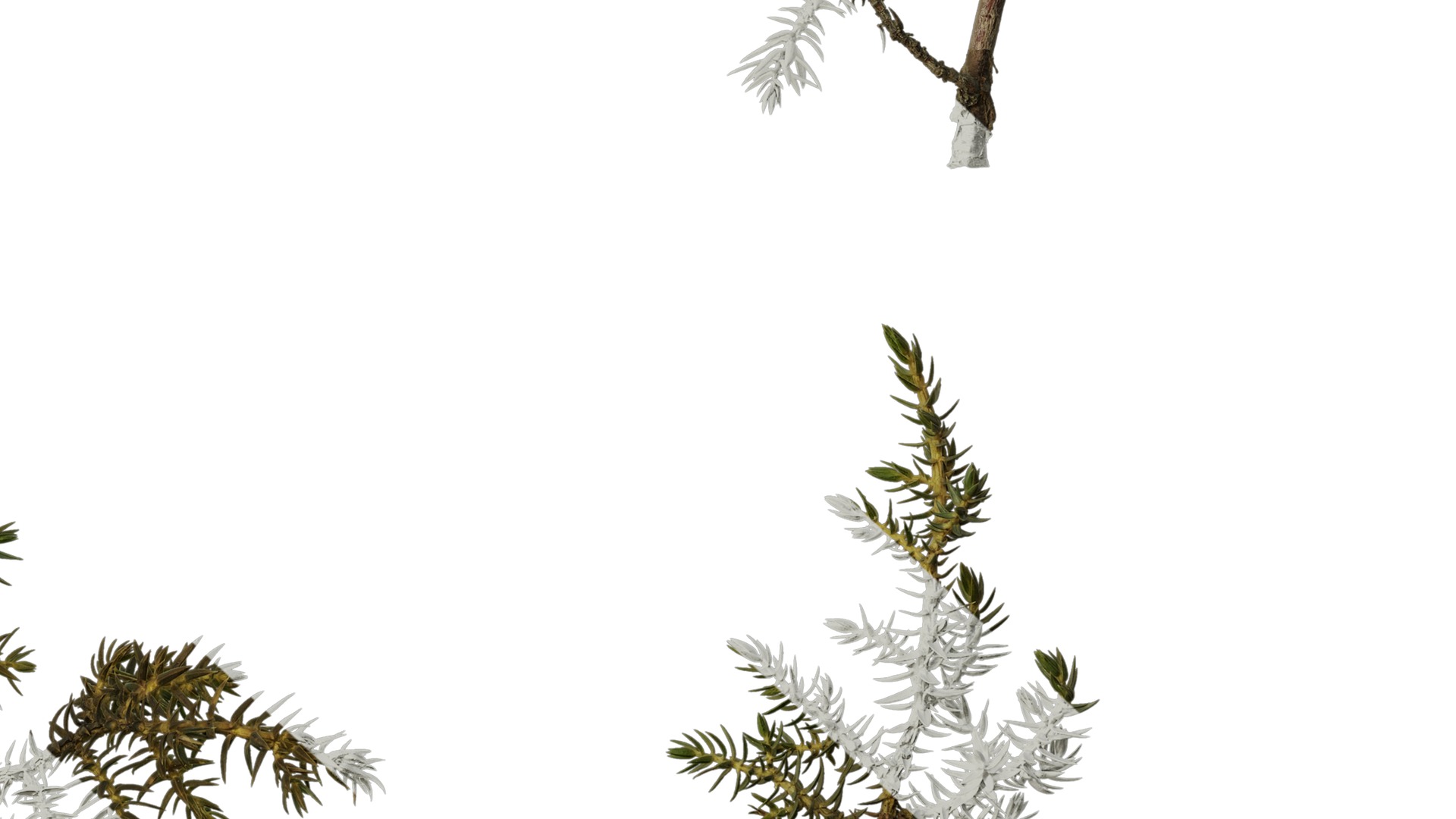 Anydrafts Juniperus rigida Atlas 04 Texture_6