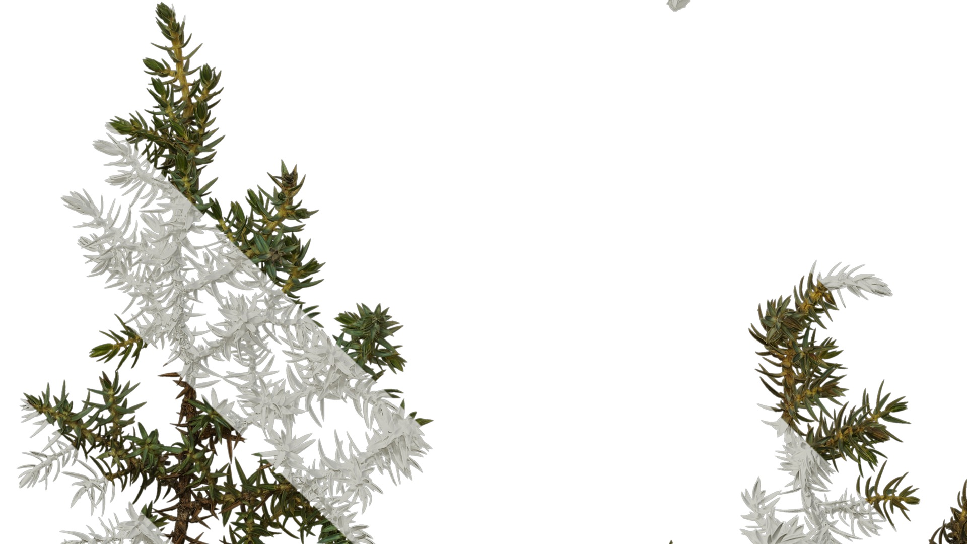 Anydrafts Juniperus rigida Atlas 04 Texture_5