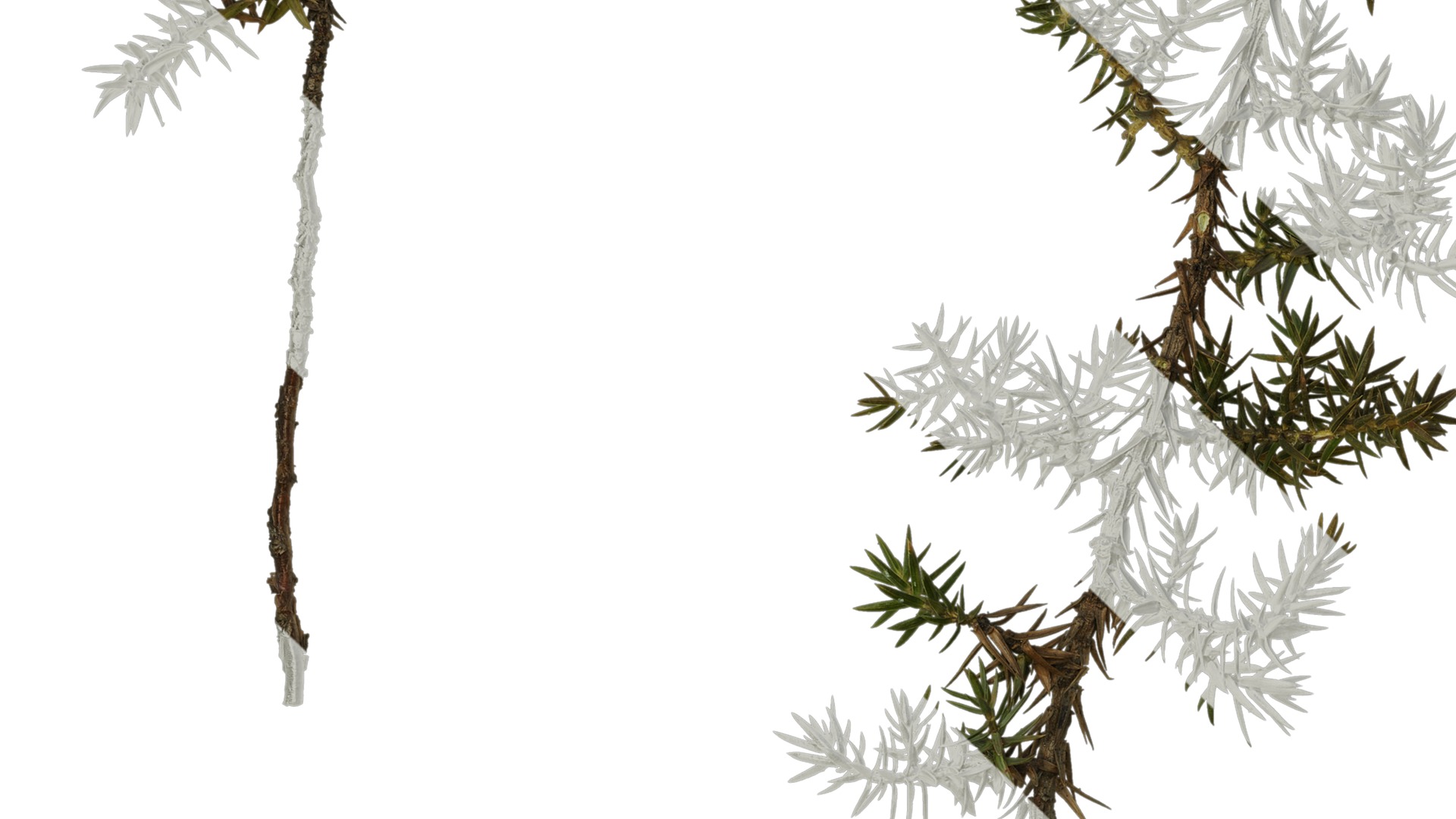 Anydrafts Juniperus rigida Atlas 04 Texture_3