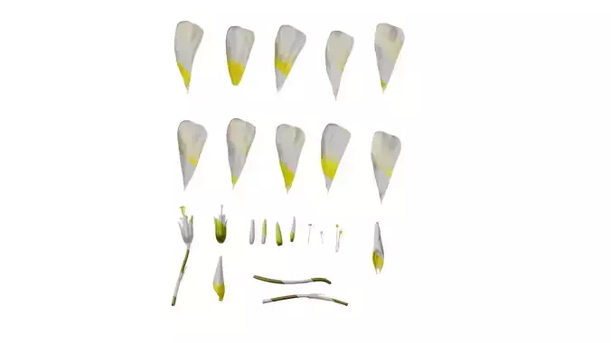 Anydrafts Oxalis obtusa Flower 05