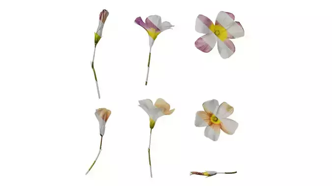 Anydrafts Oxalis obtusa Flower 07