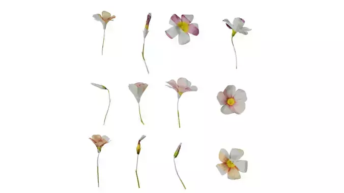 Anydrafts Oxalis obtusa Flower 09