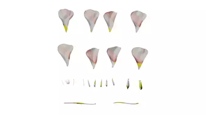 Anydrafts Oxalis obtusa Flower 10