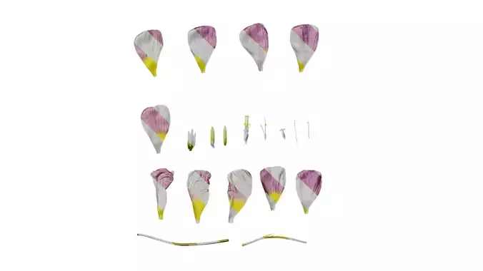 Anydrafts Oxalis obtusa Flower 11