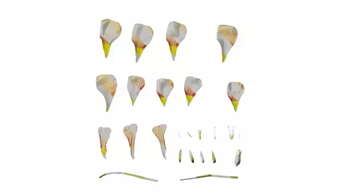 Anydrafts Oxalis obtusa Flower 12