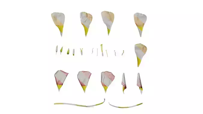 Anydrafts Oxalis obtusa Flower 13