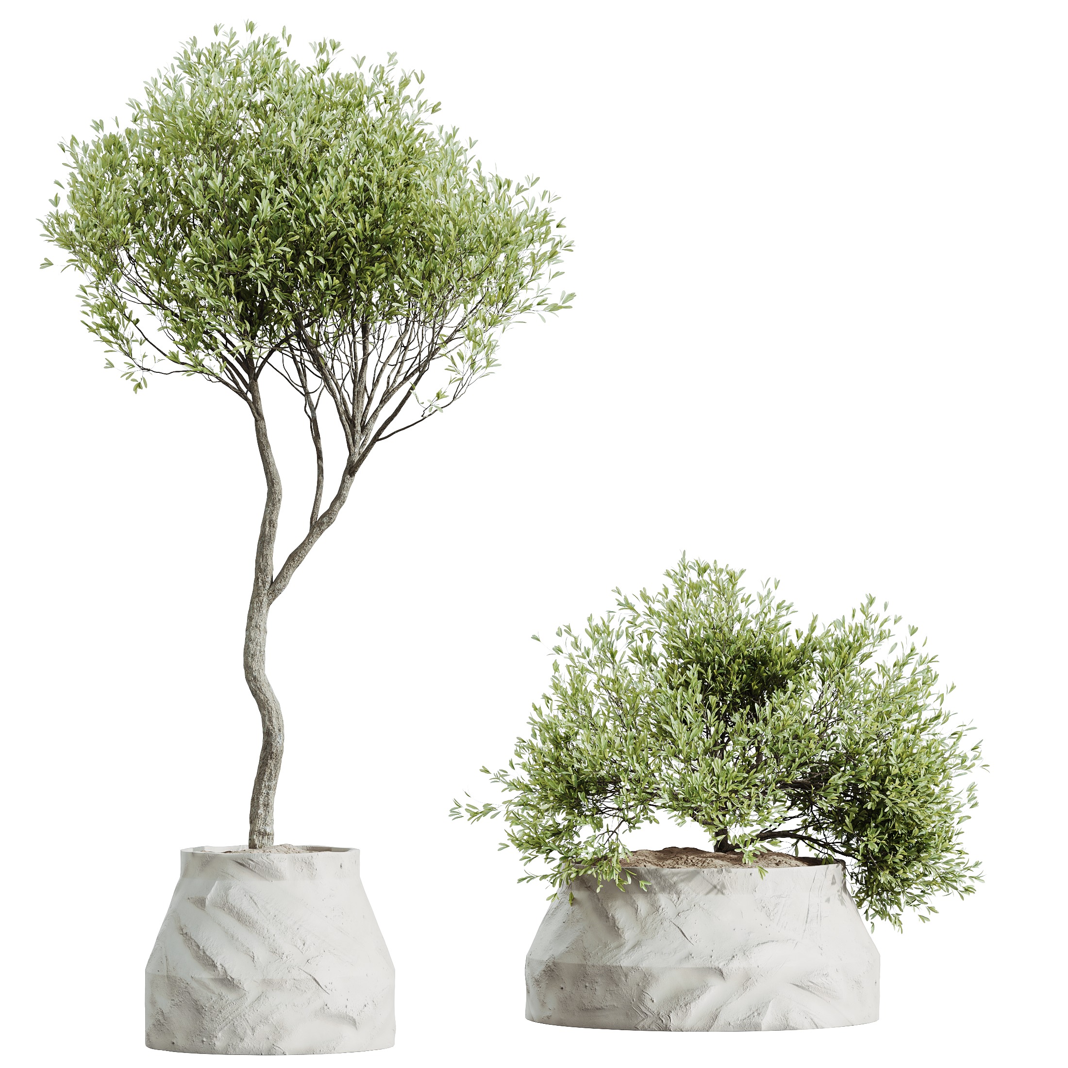 AV HousePlants Mission Kalamata Leccino Arbequina Olive Set41 3D model_1