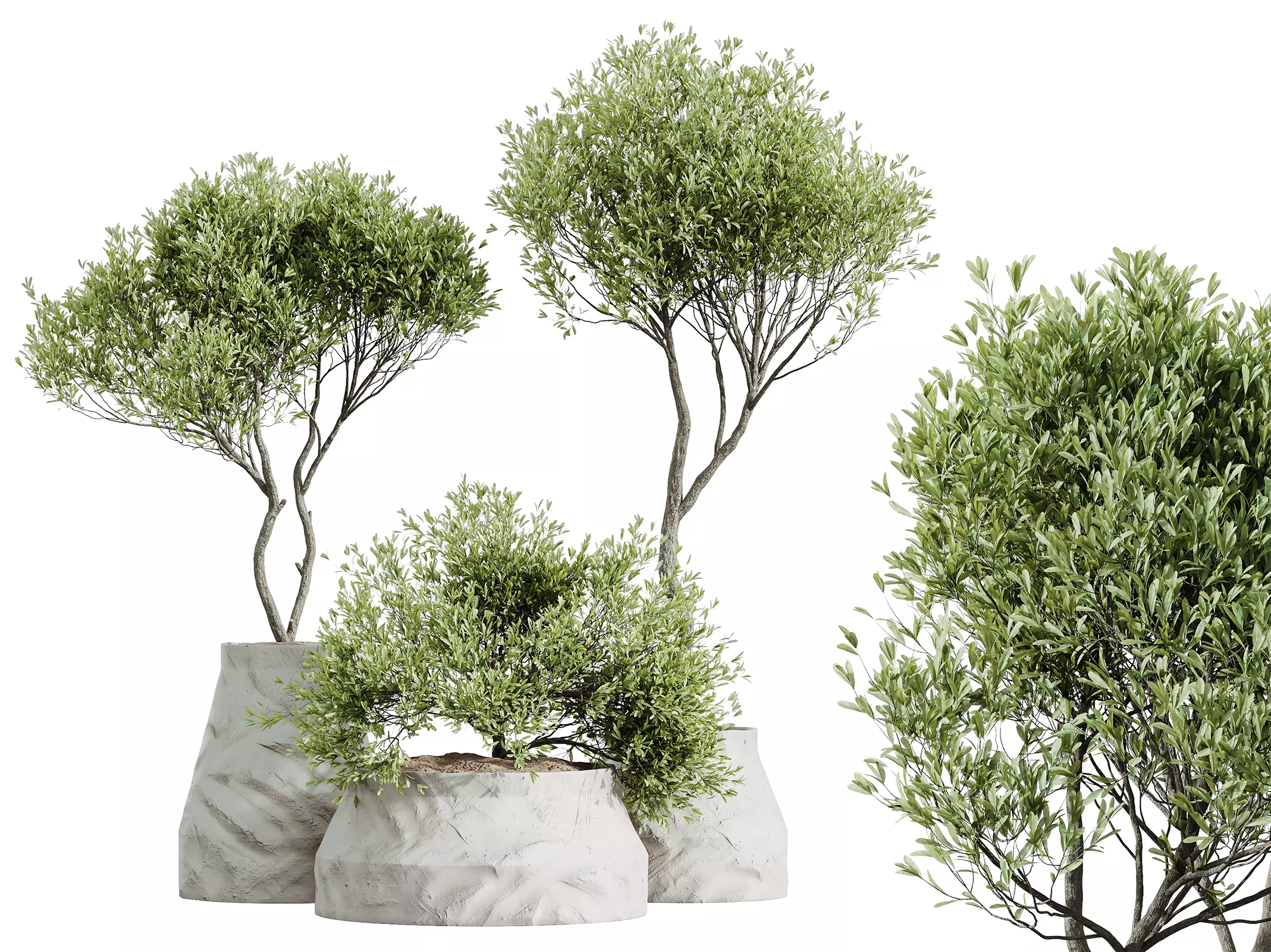 AV HousePlants Mission Kalamata Leccino Arbequina Olive Set41 3D model_0