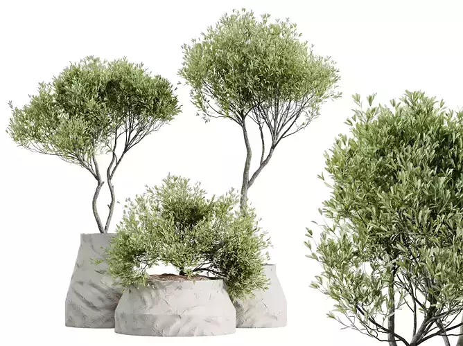 AV HousePlants Mission Kalamata Leccino Arbequina Olive Set41 3D model