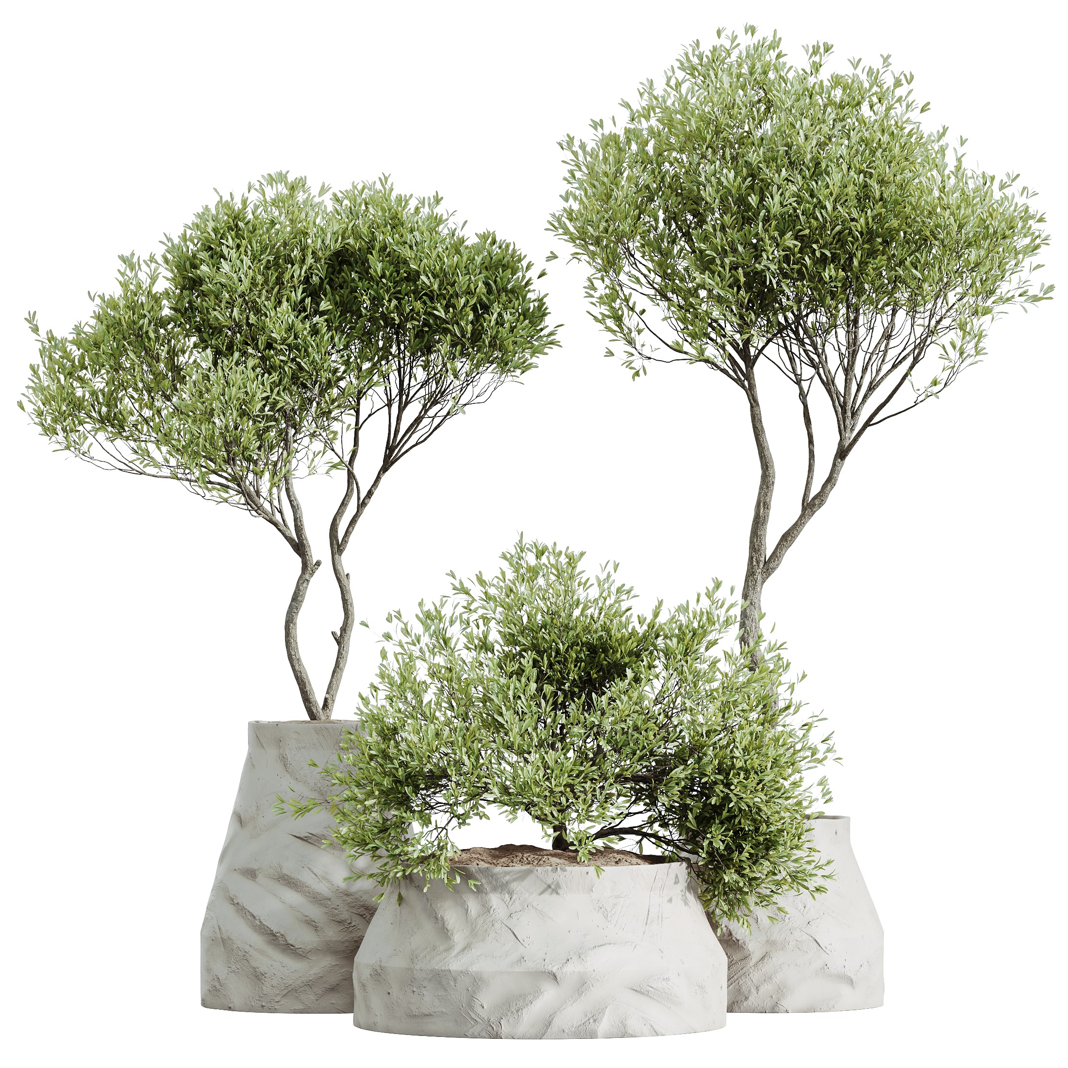 AV HousePlants Mission Kalamata Leccino Arbequina Olive Set41 3D model_3