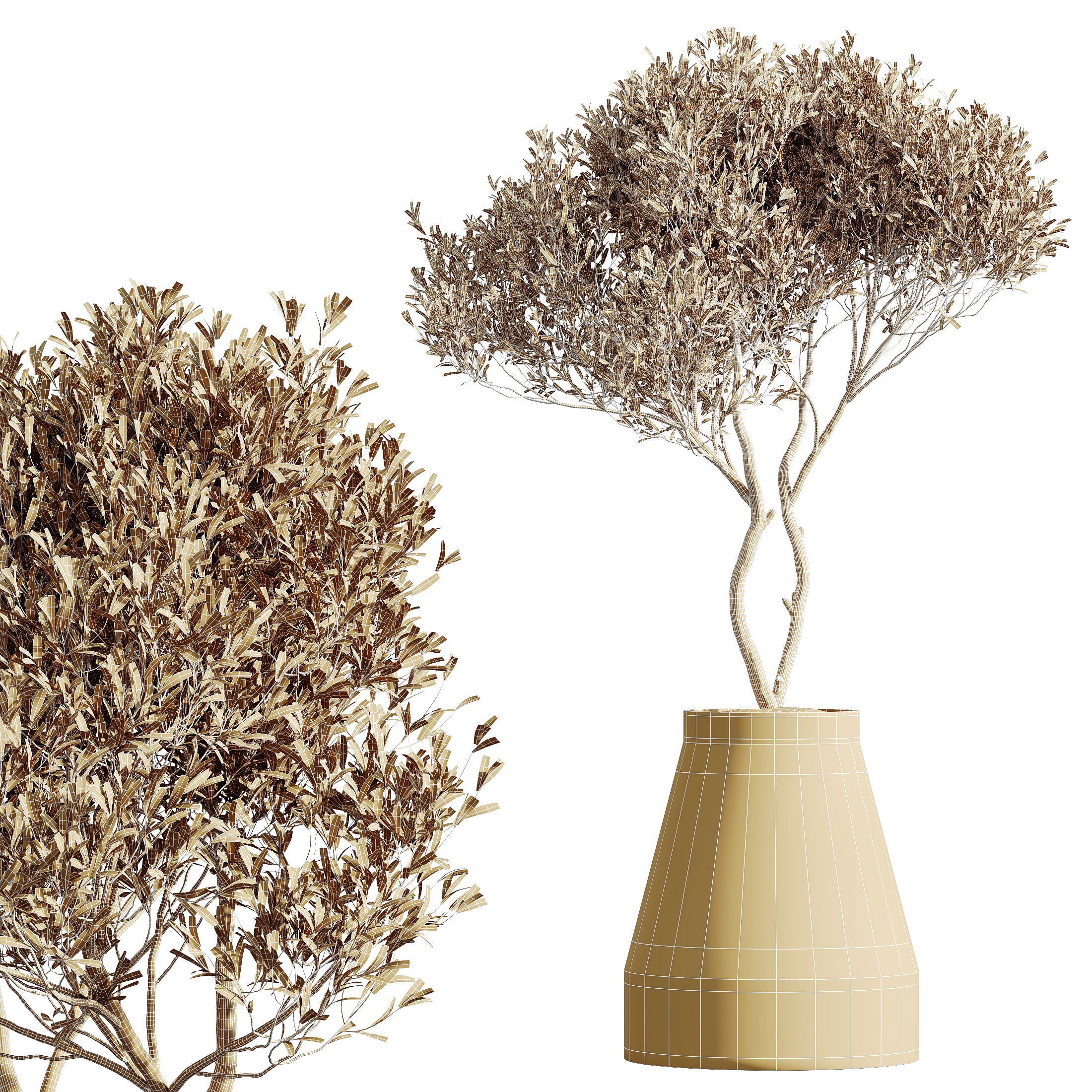 AV HousePlants Mission Kalamata Leccino Arbequina Olive Set41 3D model_4