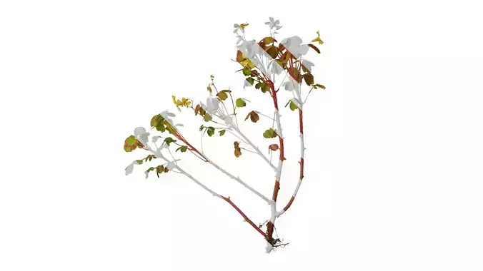 Anydrafts Oxalis pes caprae Atlas 01