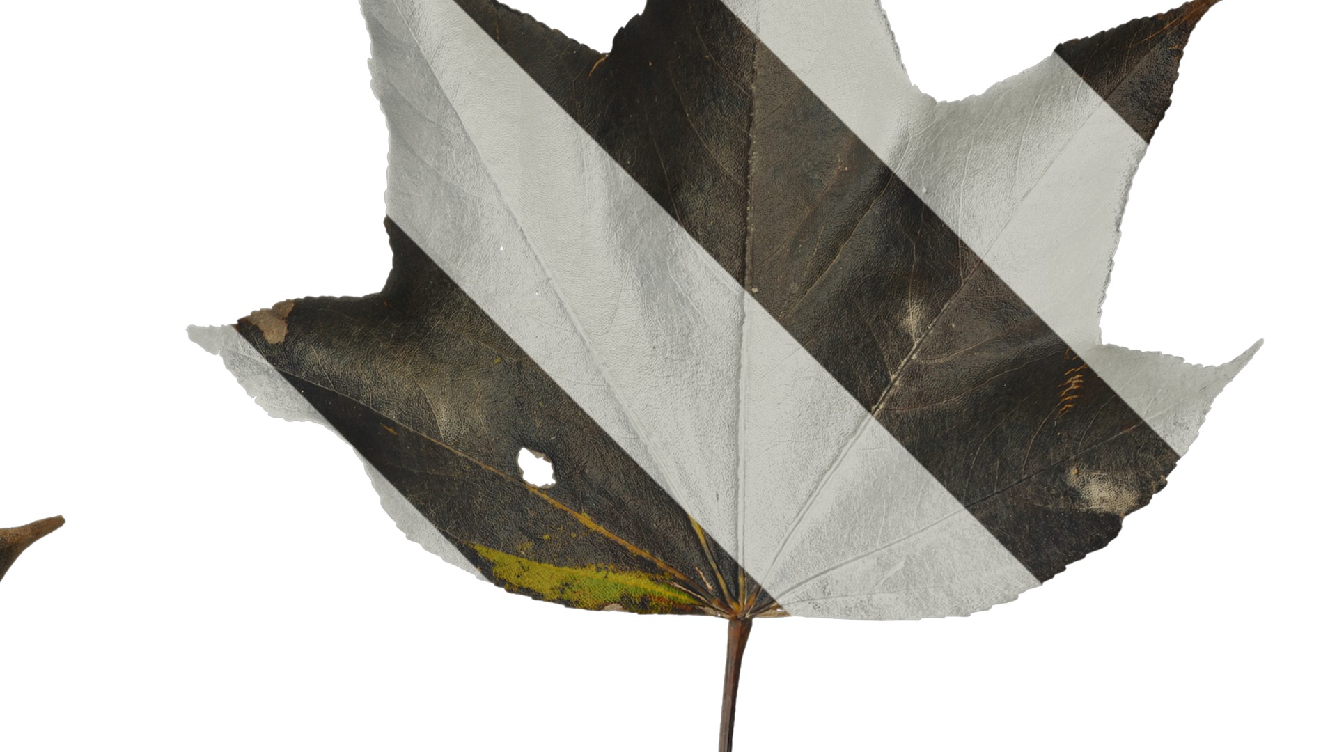 Anydrafts Kalopanax septemlobus Leaf 03 Texture_2