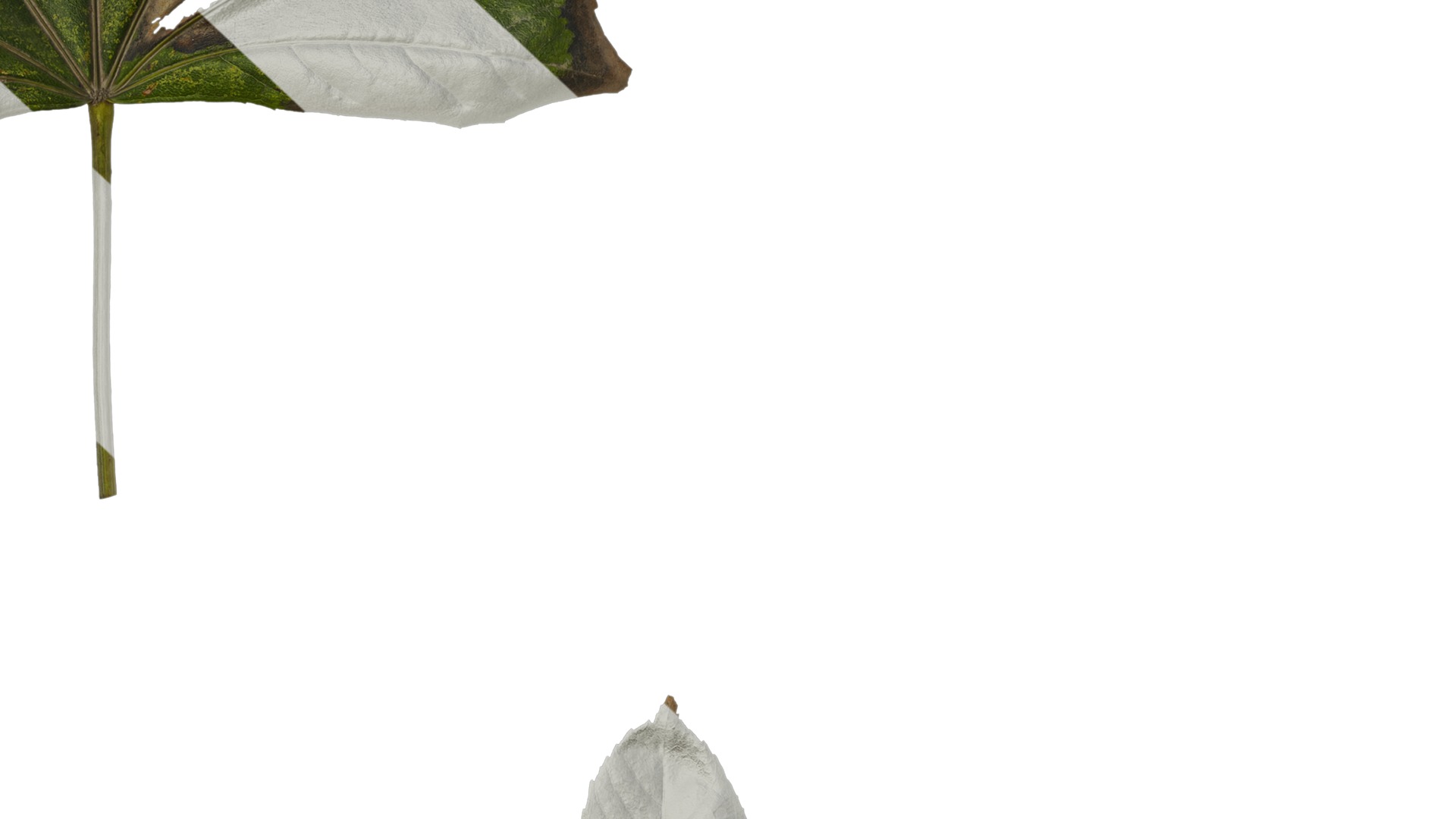 Anydrafts Kalopanax septemlobus Leaf 03 Texture_7