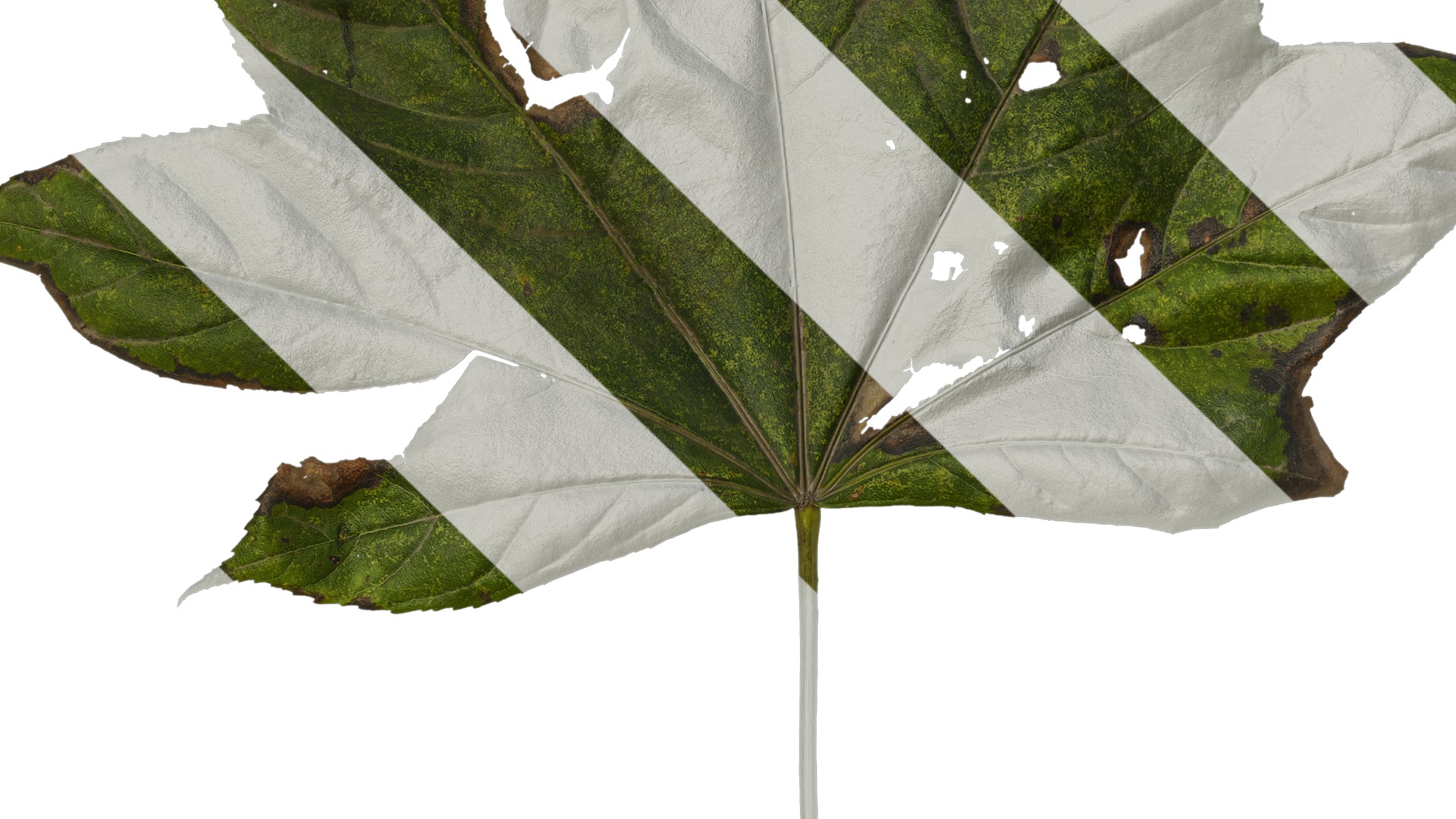 Anydrafts Kalopanax septemlobus Leaf 03 Texture_3