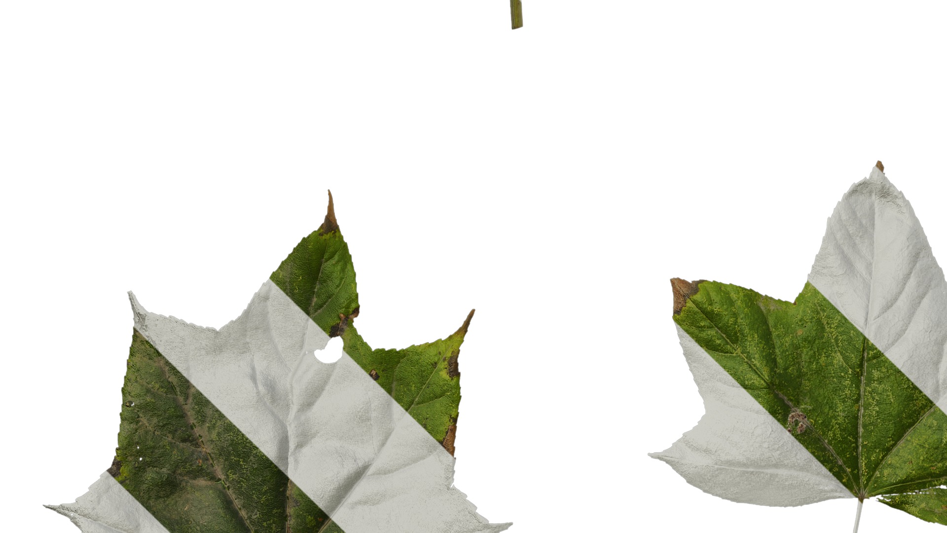 Anydrafts Kalopanax septemlobus Leaf 03 Texture_5