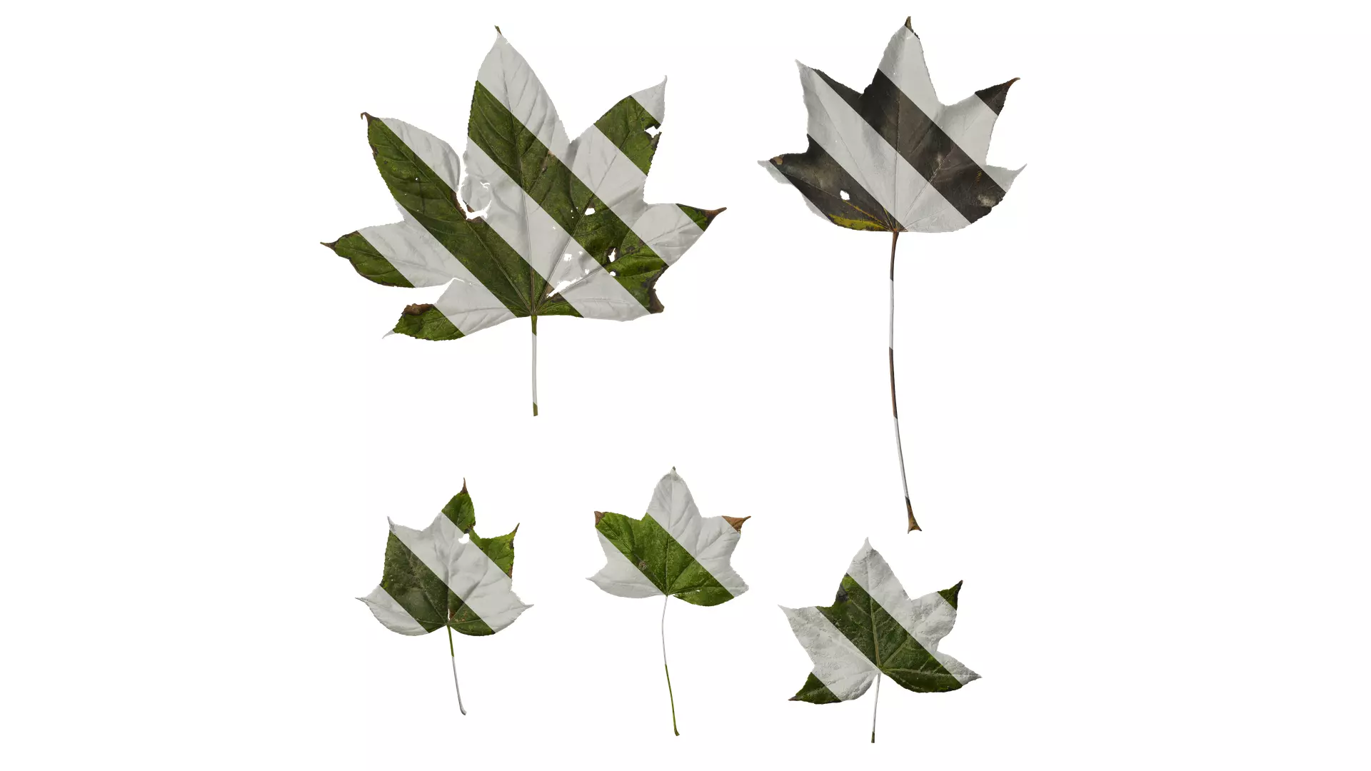 Anydrafts Kalopanax septemlobus Leaf 03 Texture_0