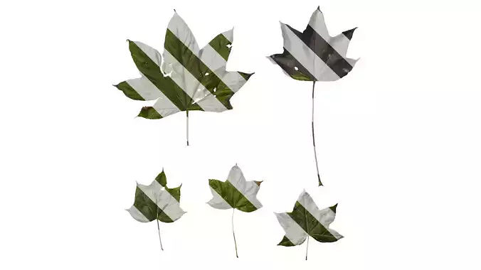 Anydrafts Kalopanax septemlobus Leaf 03