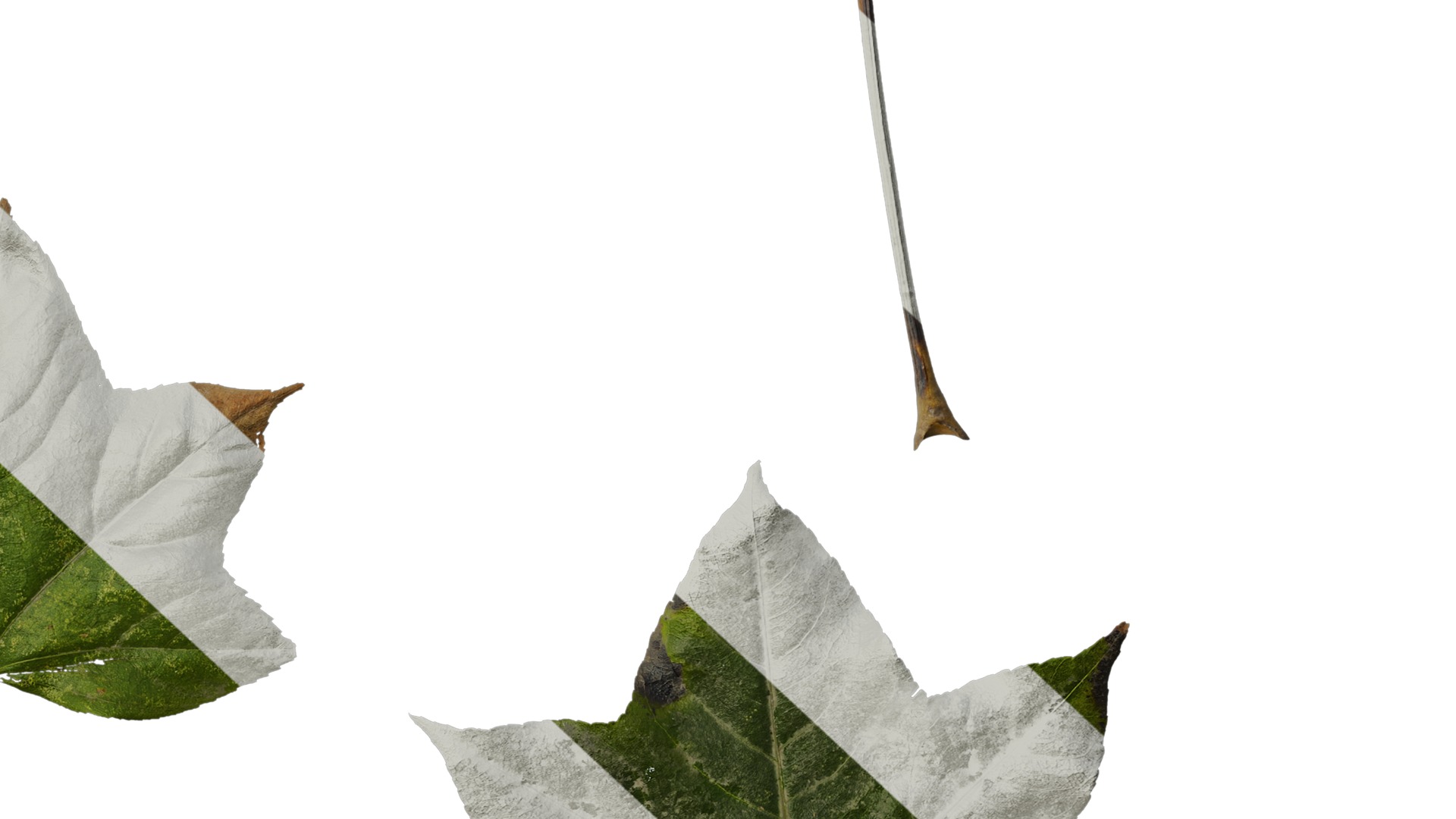 Anydrafts Kalopanax septemlobus Leaf 03 Texture_6