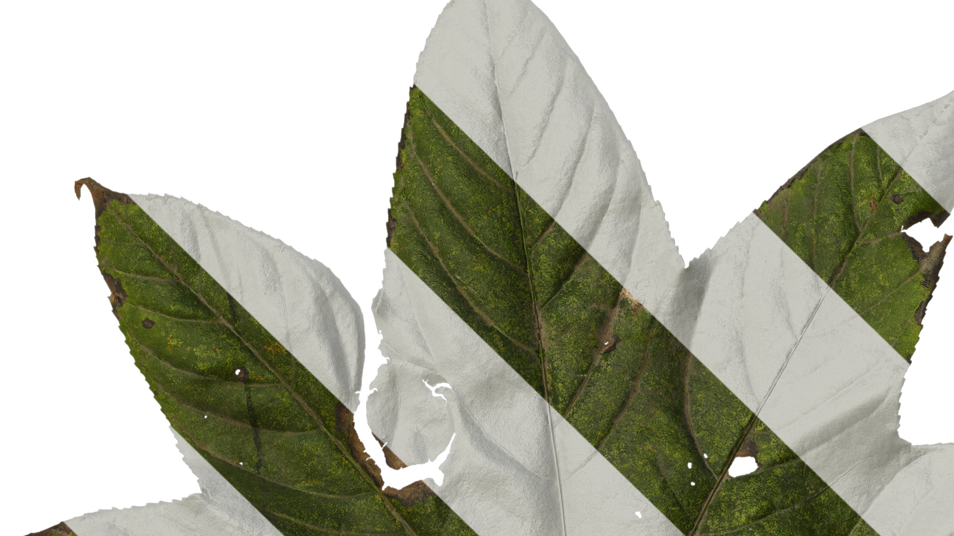 Anydrafts Kalopanax septemlobus Leaf 03 Texture_1